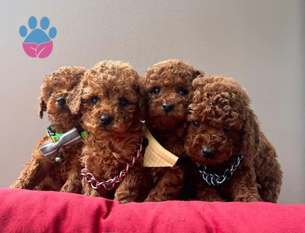 Red Brown Toy Boy Poodle Yavrular