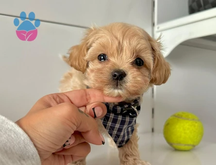Mini Sevimli Maltipoo Bebekler - 5246