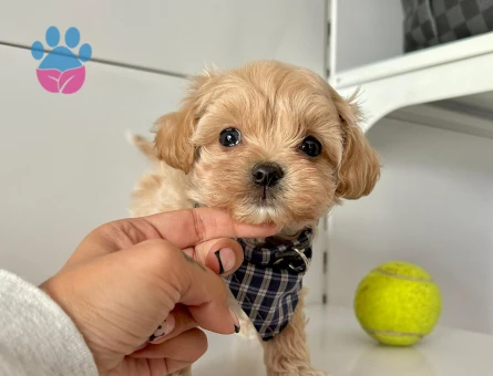 Mini Sevimli Maltipoo Bebekler