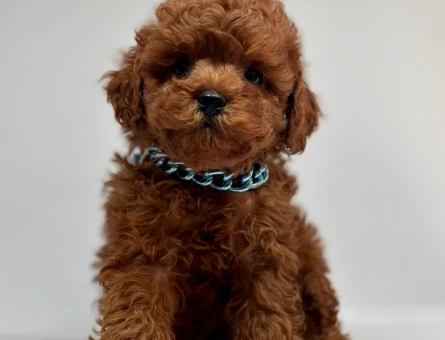Red Brown Toy Boy Poodle Bebekler - 5247