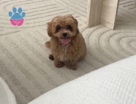 3,5 Aylık Maltipoo Yuva Arıyor