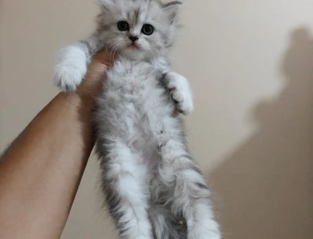 British shorthair - 5253