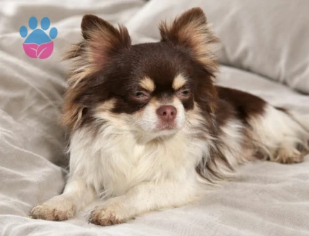 Uzun Tüylü Chihuahua Ailesi (Anne + Baba + 2 Erkek Yavru) - 5255