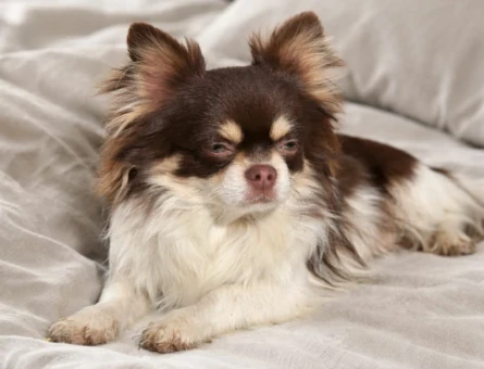 Uzun Tüylü Chihuahua Ailesi (Anne + Baba + 2 Erkek Yavru) - 5255