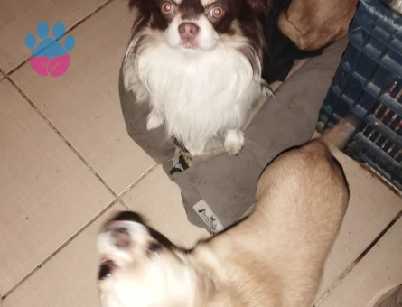 Uzun Tüylü Chihuahua Ailesi (Anne + Baba + 2 Erkek Yavru)