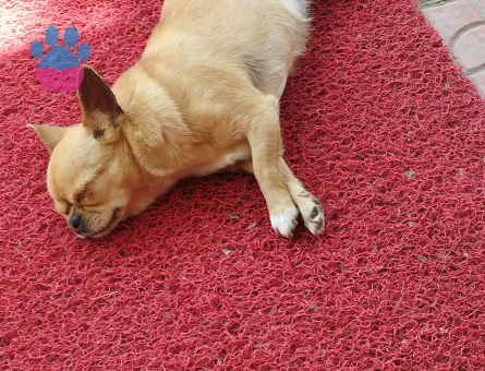 Uzun Tüylü Chihuahua Ailesi (Anne + Baba + 2 Erkek Yavru)