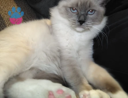 6 Aylık Dişi Ragdoll - 5260