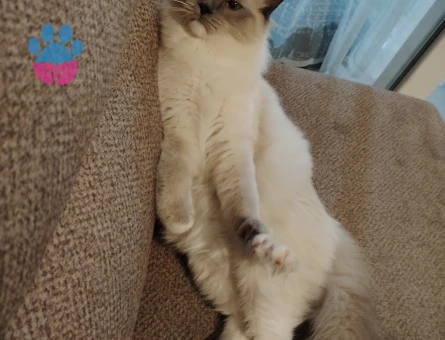 6 Aylık Dişi Ragdoll