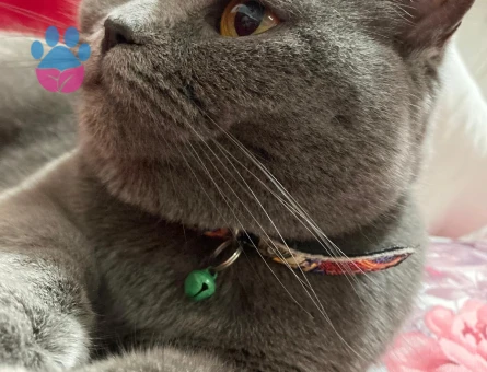 British Shorthair Kızımızı sahiplendiriyoruz