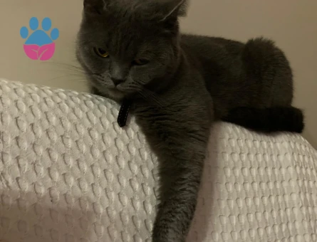 British Shorthair Kızımızı sahiplendiriyoruz