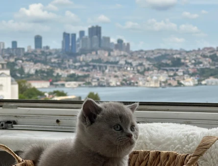 British shorthair erkek 2 aylık