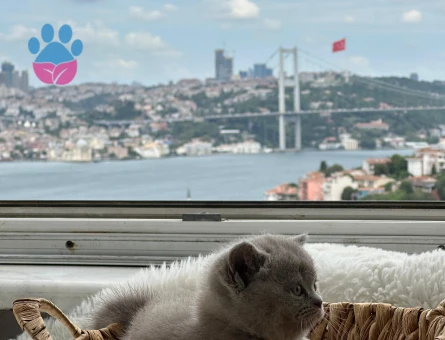 British shorthair erkek 2 aylık