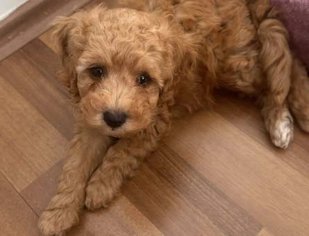 2 aylık Maltipoo yavru - 6927