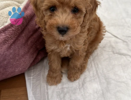 2 aylık Maltipoo yavru