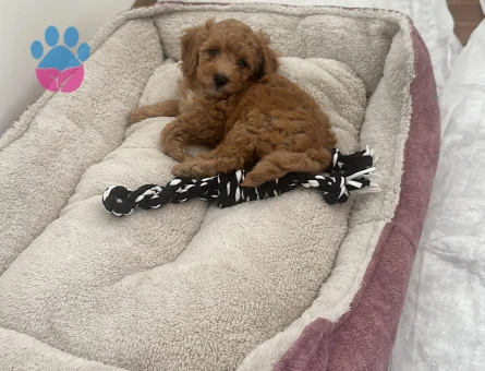 2 aylık Maltipoo yavru