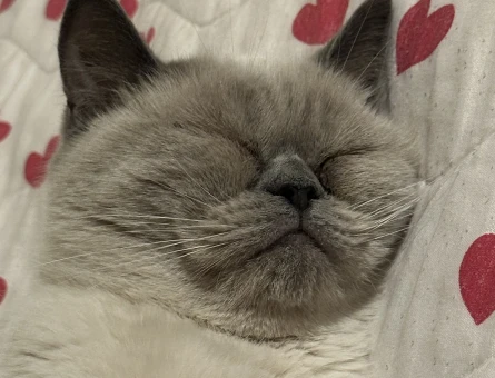 British Shorthair Dostumuza yuva arıyorum - 6928