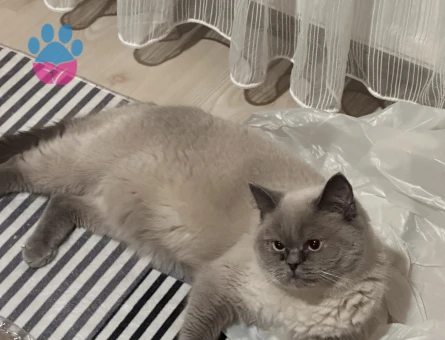 British Shorthair Dostumuza yuva arıyorum