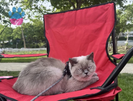 British Shorthair Dostumuza yuva arıyorum