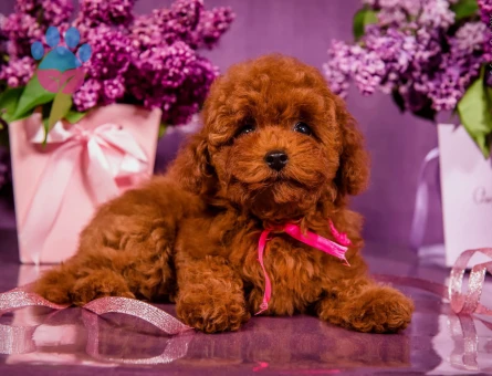 Hi̇poalerjeni̇k Toy Poodle Bebekleri̇mi̇z