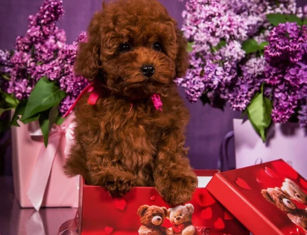 Gerçek Teacup Poodle Bebekleri̇m - 6931