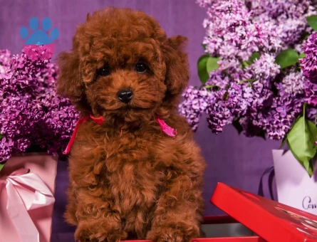 Gerçek Teacup Poodle Bebekleri̇m