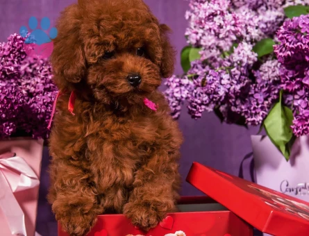Gerçek Teacup Poodle Bebekleri̇m