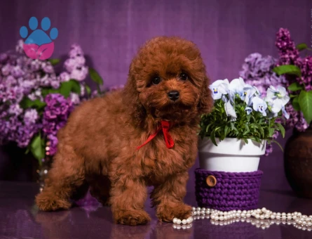 Gerçek Teacup Poodle Bebekleri̇m
