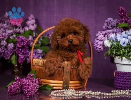 Kore Ve Toy Poodle Yavrularımız Ömürlük Aileleri Bekliyor