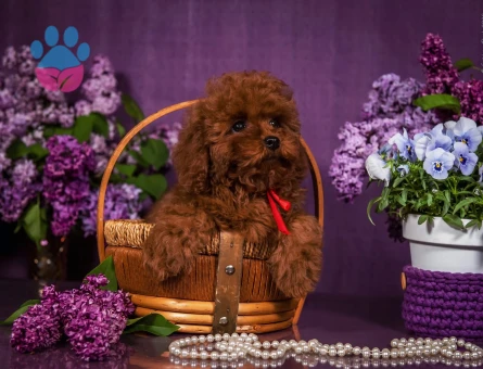Kore Ve Toy Poodle Yavrularımız Ömürlük Aileleri Bekliyor