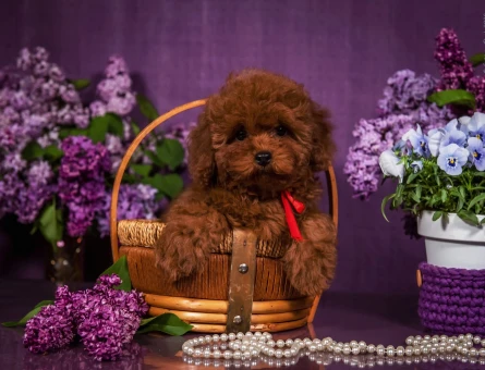 Kore Ve Toy Poodle Yavrularımız Ömürlük Aileleri Bekliyor - 6932