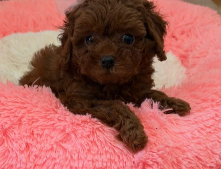Bebek Surat Toy Poodle Bebekleri̇m - 6933