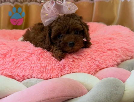 Bebek Surat Toy Poodle Bebekleri̇m