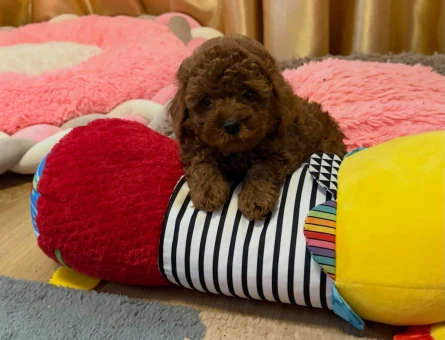 A Scrli Ev Üretimi Toy Poodle Yavrularimiz - 6934