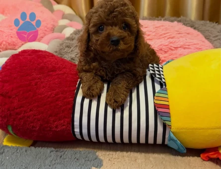 A Scrli Ev Üretimi Toy Poodle Yavrularimiz