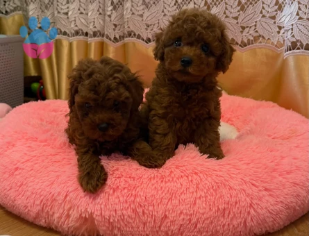 Red Toy Poodle Yavrular