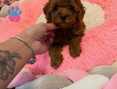 Red Toy Poodle Yavrular