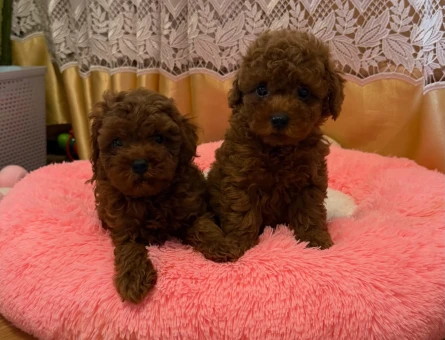 Red Toy Poodle Yavrular - 6935