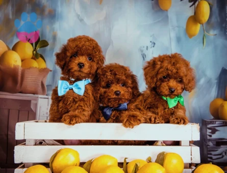 Kore bebeklerimiz efsanedir Poodle - 6936