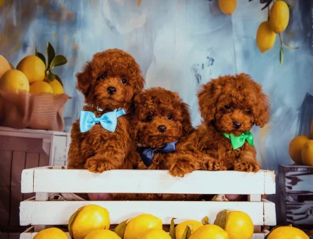 Kore bebeklerimiz efsanedir Poodle - 6936
