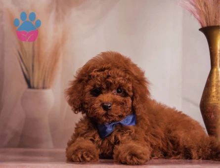 Birbirinden güzel Kore Poodle