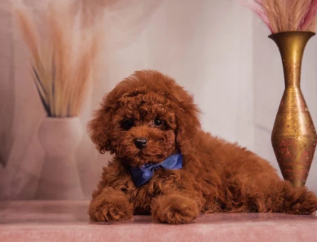 Birbirinden güzel Kore Poodle - 6937