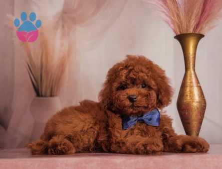Birbirinden güzel Kore Poodle