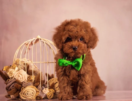 Pıtırcık bebeklerimiz Kore Poodle - 6938