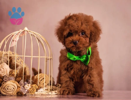 Pıtırcık bebeklerimiz Kore Poodle