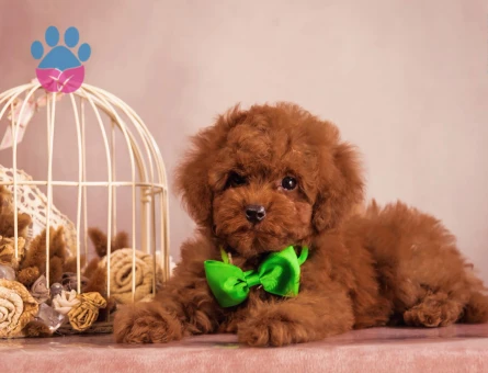Pıtırcık bebeklerimiz Kore Poodle