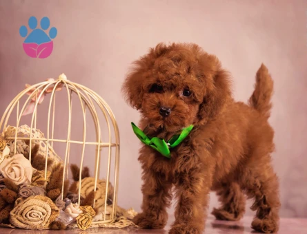 Pıtırcık bebeklerimiz Kore Poodle