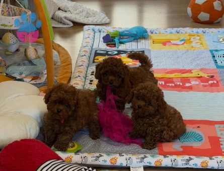 Eşi benzeri bulunmayan Kore Poodle - 6939
