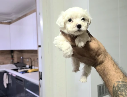Kore maltese terrier minnaklarım - 6940