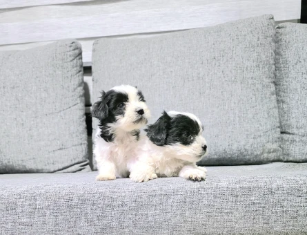 Kore morkie minnaklarım - 6941