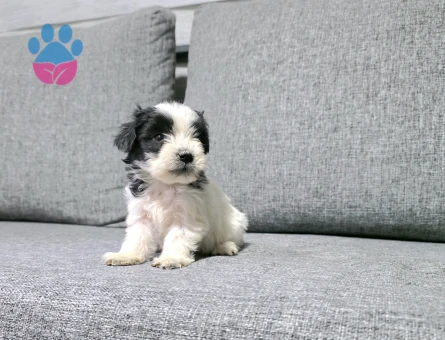 Kore morkie minnaklarım